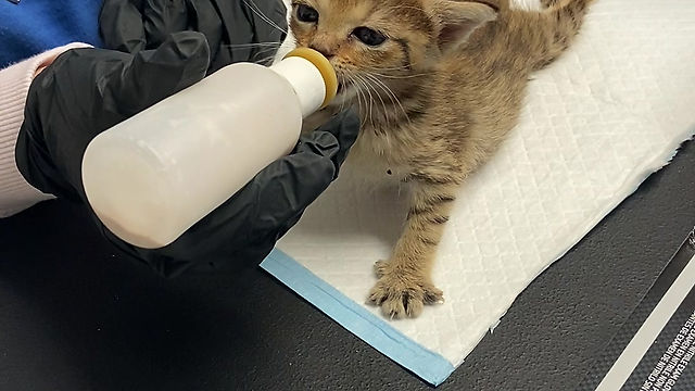 Kitten Nursery Bottle Baby